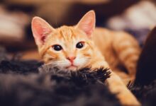 orange tabby cat