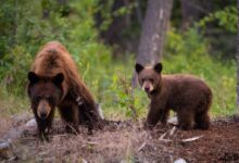 two sun bears on field