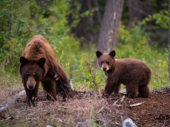 two sun bears on field