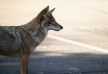 brown wolf on gray ground during day