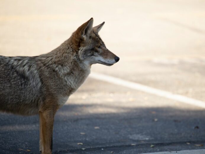 brown wolf on gray ground during day