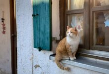 orange and white cat sitting on window