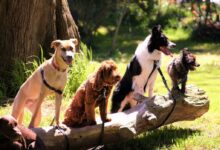shallow focus photo of dogs on tree log