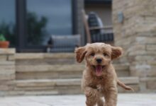 long-coated brown puppy selective focus photo