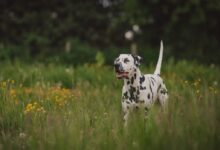 dalmatian dog on green grass field during daytime