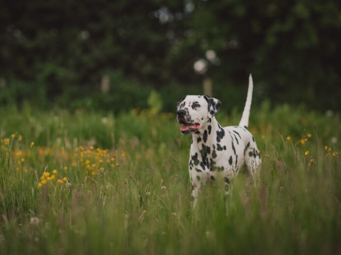 dalmatian dog on green grass field during daytime