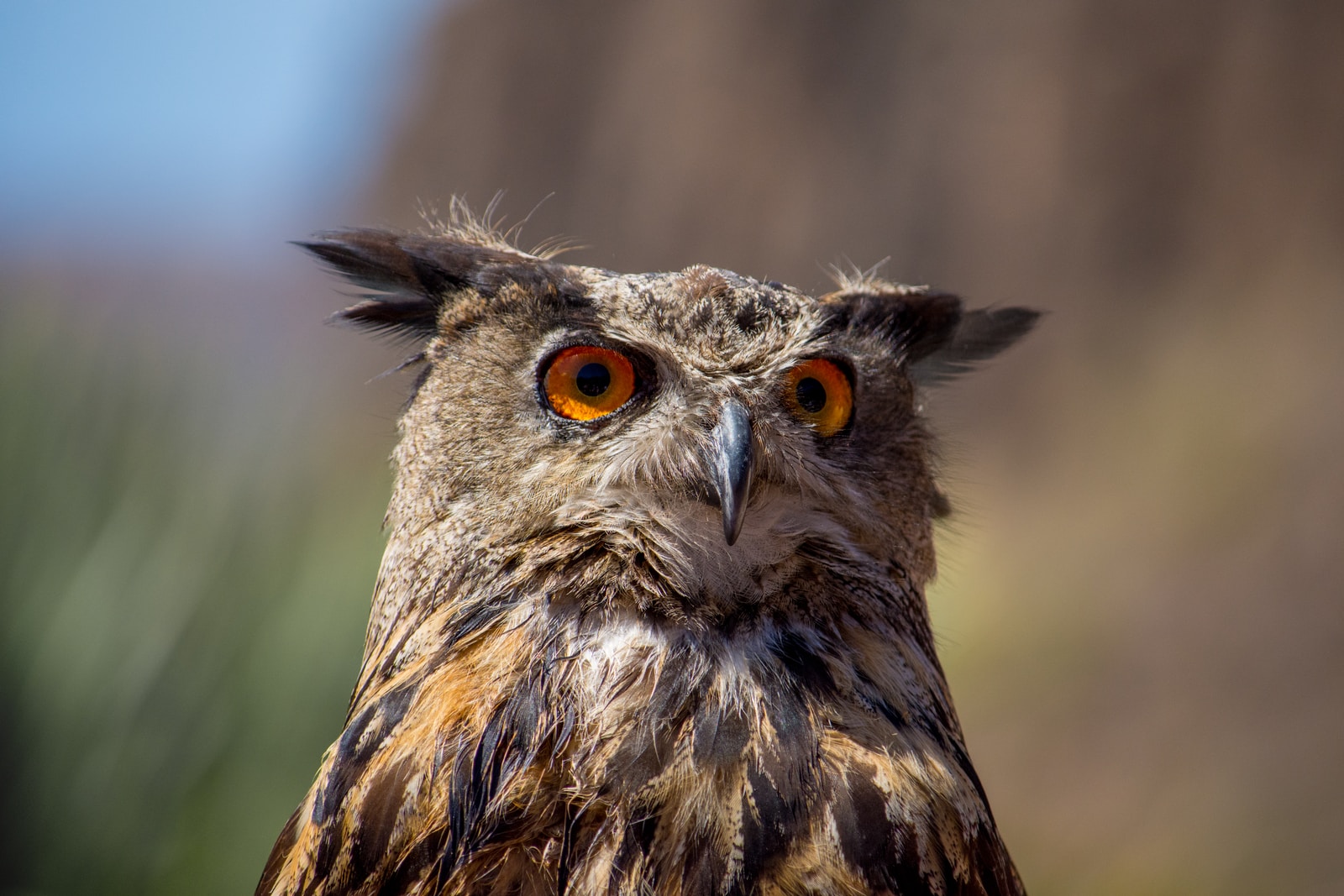 shallow focus photography of owl outdoors