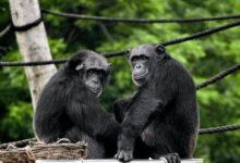 two black monkeys