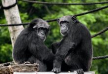 two black monkeys