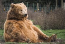 brown bear sitting on grass field