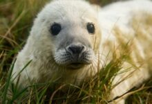 white animal