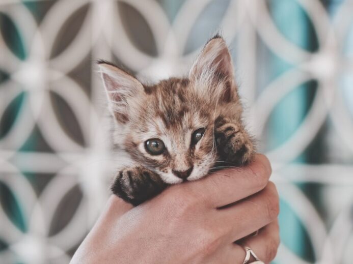 brown tabby kitten