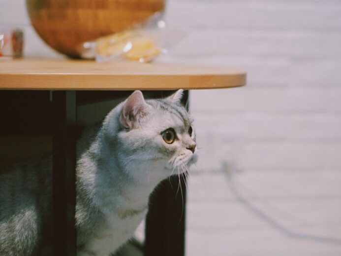gray and white cat