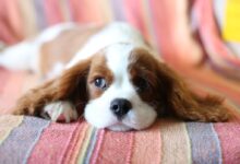 brown and white long haired small dog lying on red and white textile