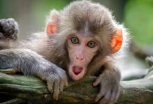 brown coated monkey on branch