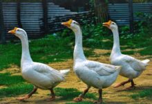 three white ducks walking