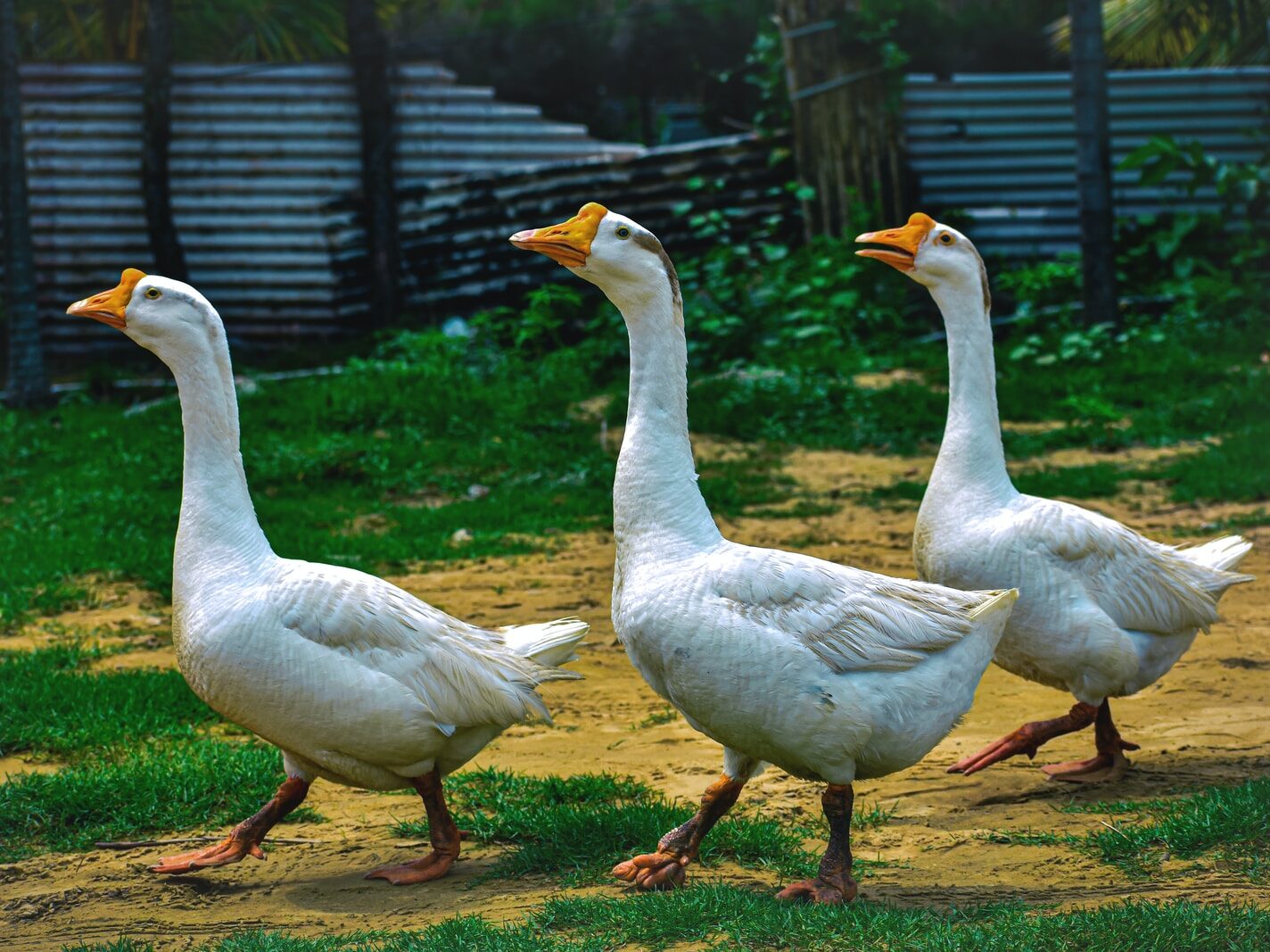 three white ducks walking