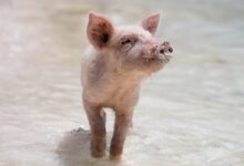 pink piglet