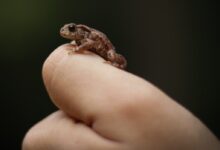 selective focus photography of person handling brown toad