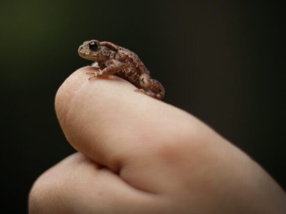 selective focus photography of person handling brown toad