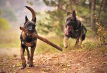 Two Adult Black-and-tan German Shepherds Running on Ground