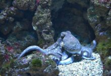 glucosala