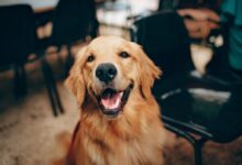 Short-coated Tan Dog