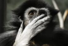 Photo of Black and Gray Primate