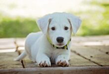 Portrait of a Dog