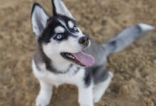 Photo Of Siberian Husky Puppy