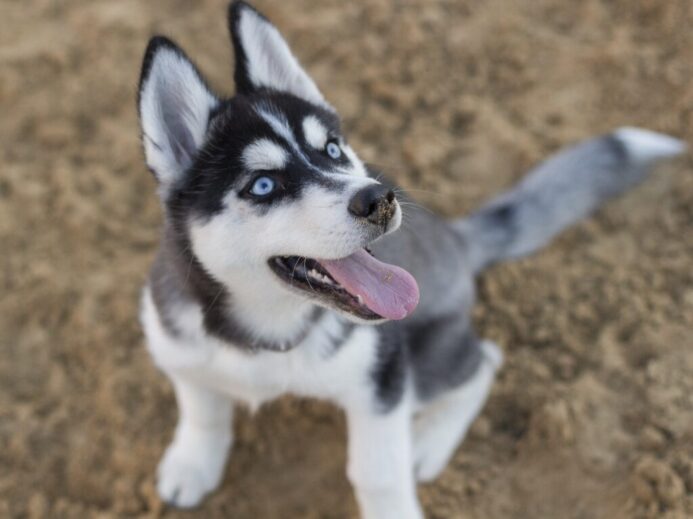 Photo Of Siberian Husky Puppy