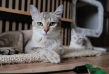 Close-Up Photo Of Cat