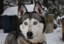 close-up photo of Syberian husky