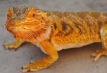 brown and black lizard on gray concrete floor