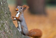 brown squirrel on tree trunk