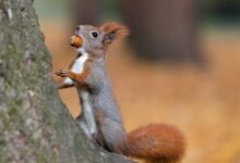 brown squirrel on tree trunk
