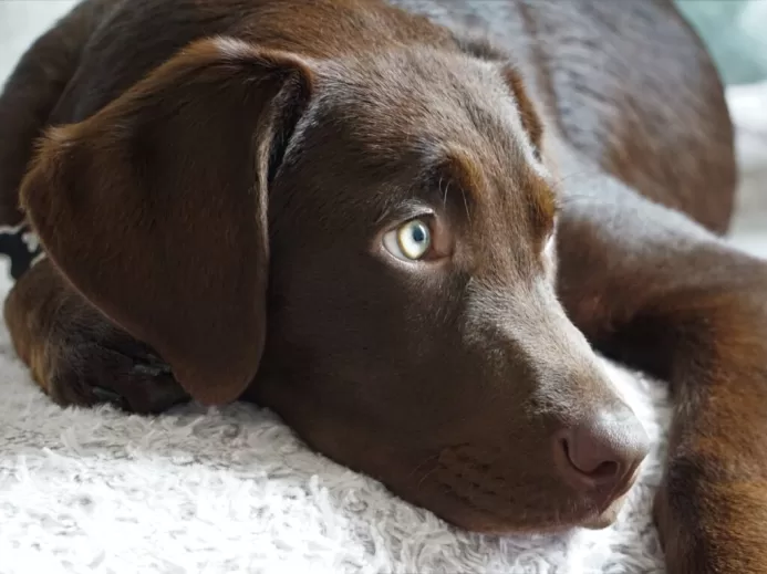 chocolate Labrador retriever