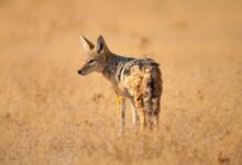 brown and white fox on brown grass field
