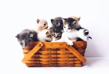 kittens in basket