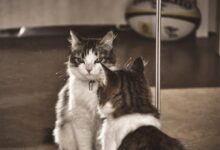 black and white cat lying on floor