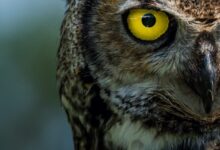 brown and white owl in close up photography