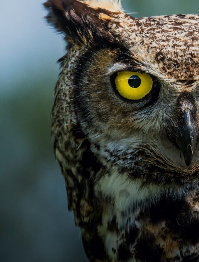 brown and white owl in close up photography
