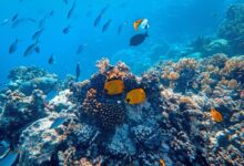 Underwater Photography of Fish