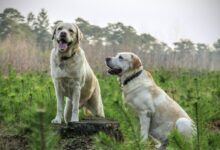 Two Adult Yellow Labrador Retrievers