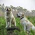 Two Adult Yellow Labrador Retrievers