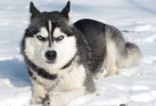 Siberian Husky Lying On the Snow Covered Ground