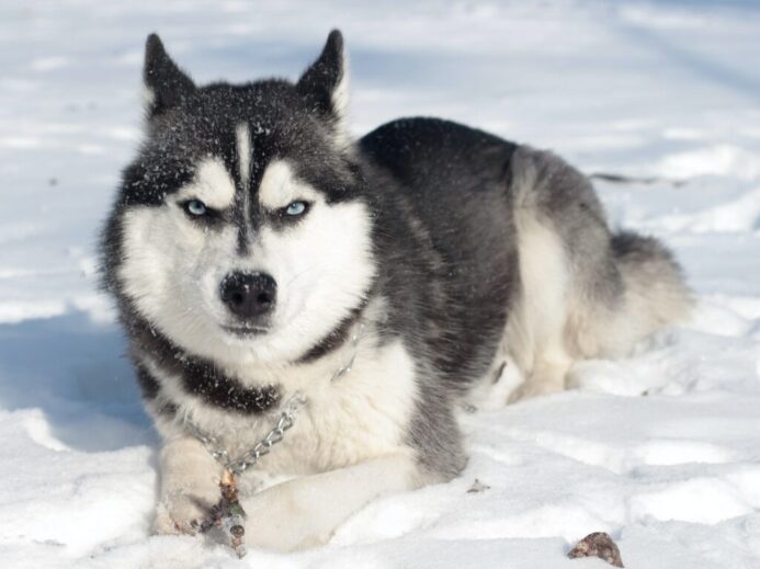 Siberian Husky Lying On the Snow Covered Ground