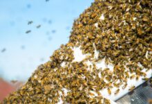 selective focus photography of group of bees
