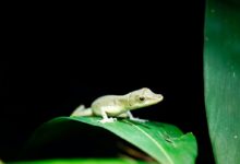 green frog on green leaf