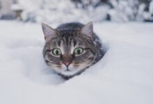 brown tabby cat on snow